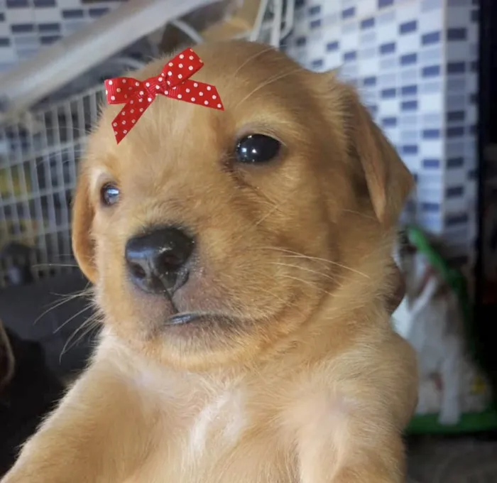 Cachorro ra a Mestica  idade 2 a 6 meses nome Mel 