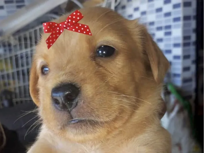 Cachorro ra a Mestica  idade 2 a 6 meses nome Mel 