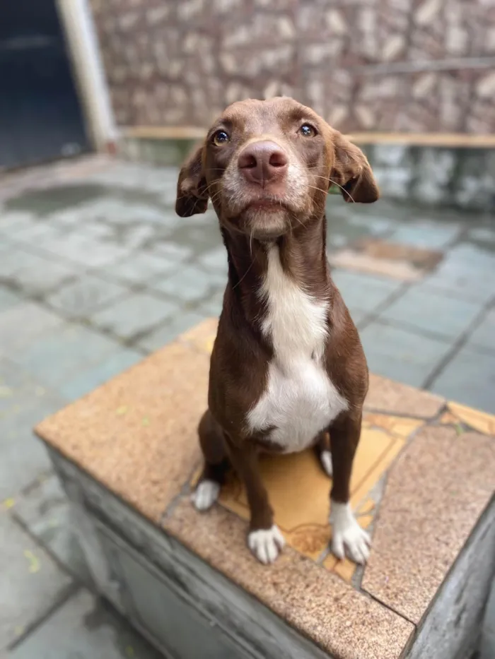 Cachorro ra a Srd idade 1 ano nome Melanie 