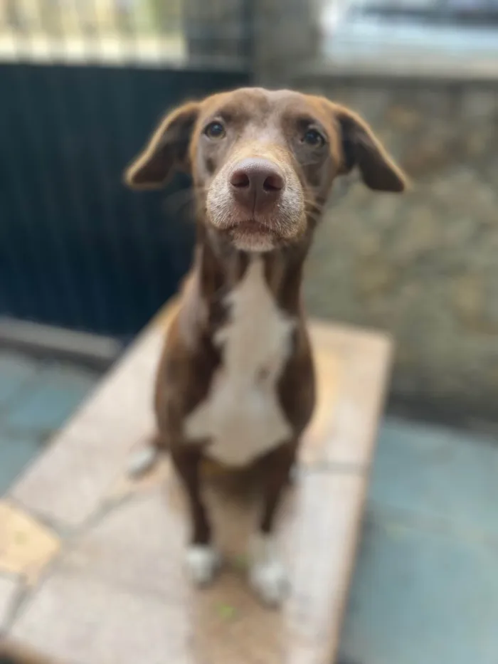 Cachorro ra a Srd idade 1 ano nome Melanie 