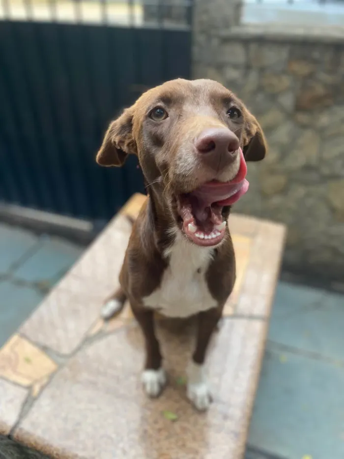 Cachorro ra a Srd idade 1 ano nome Melanie 