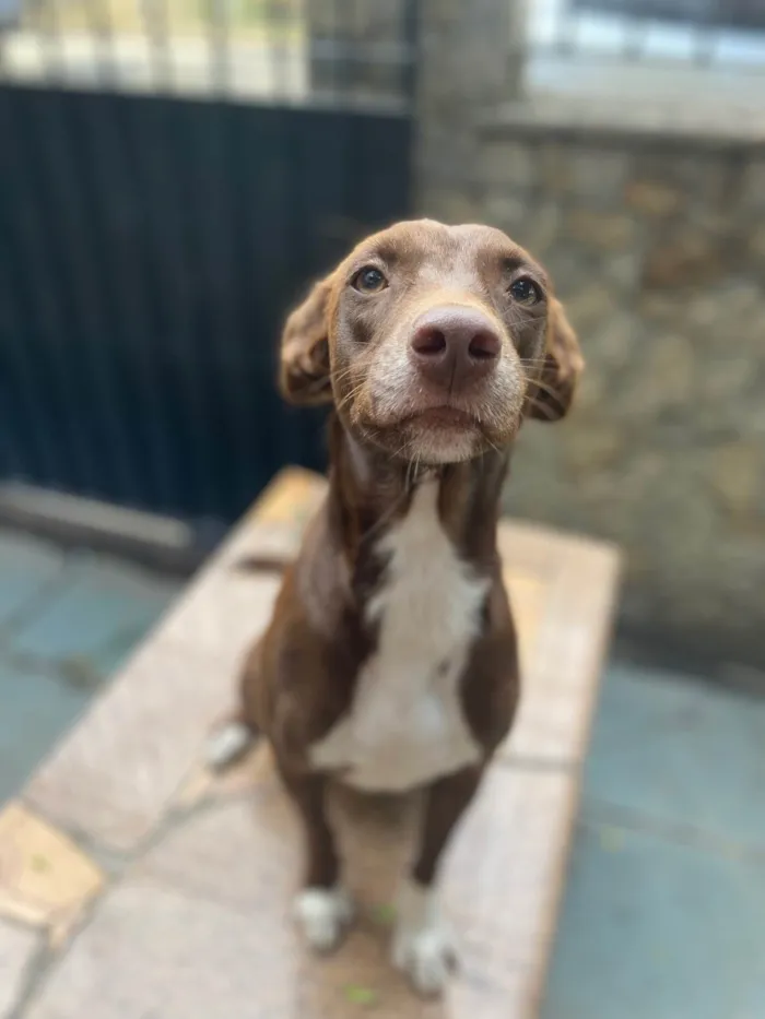 Cachorro ra a Srd idade 1 ano nome Melanie 