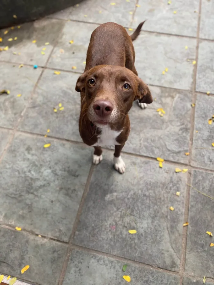 Cachorro ra a Srd idade 1 ano nome Melanie 