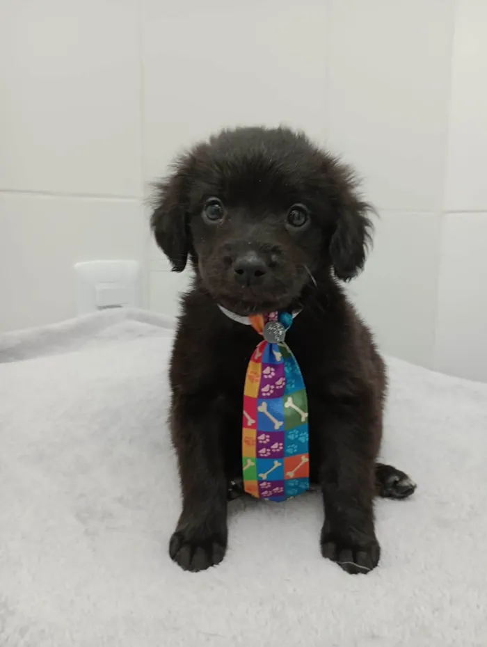 Cachorro raça Vira lata idade Abaixo de 2 meses nome Luck