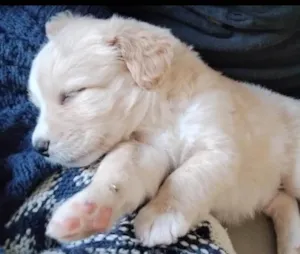 Cachorro raça SRD-ViraLata idade  nome Simba