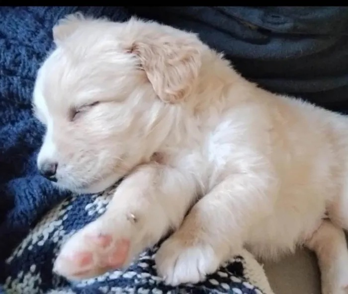 Cachorro raça SRD-ViraLata idade  nome Simba