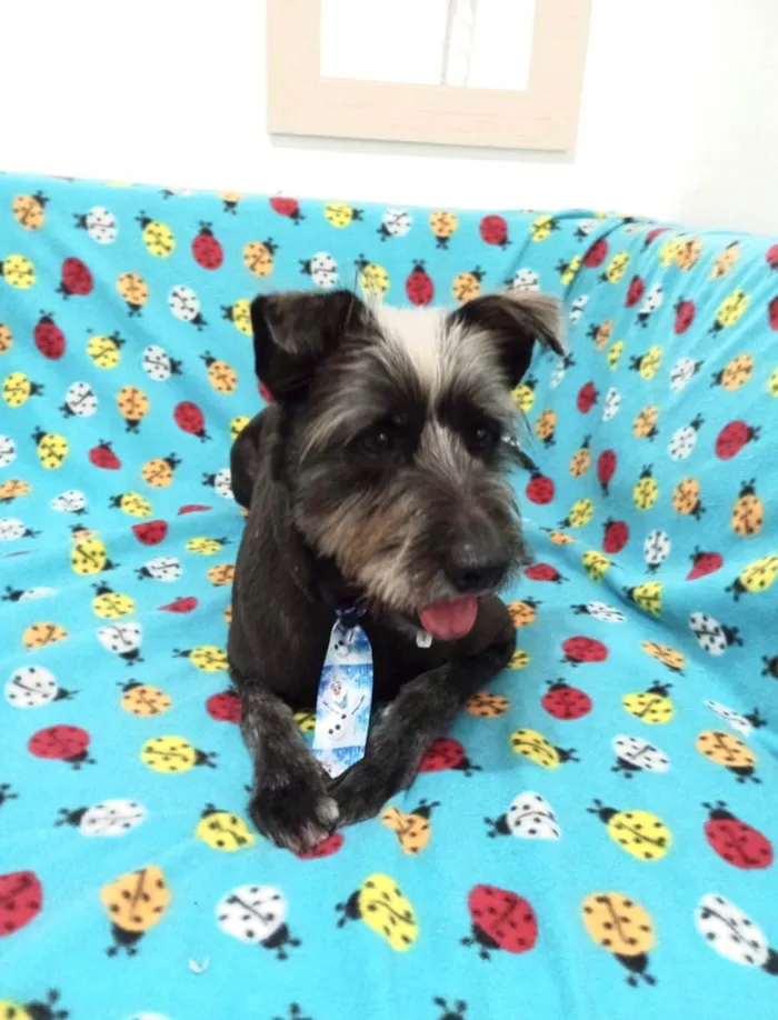 Cachorro raça SRD-ViraLata idade 3 anos nome Bruce