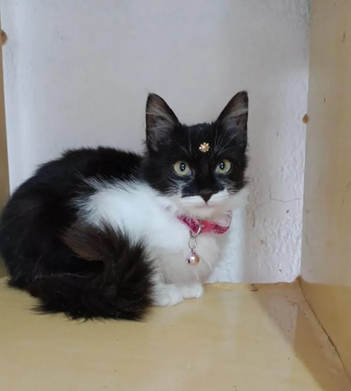 Gato raça SRD-ViraLata idade 2 a 6 meses nome Manu