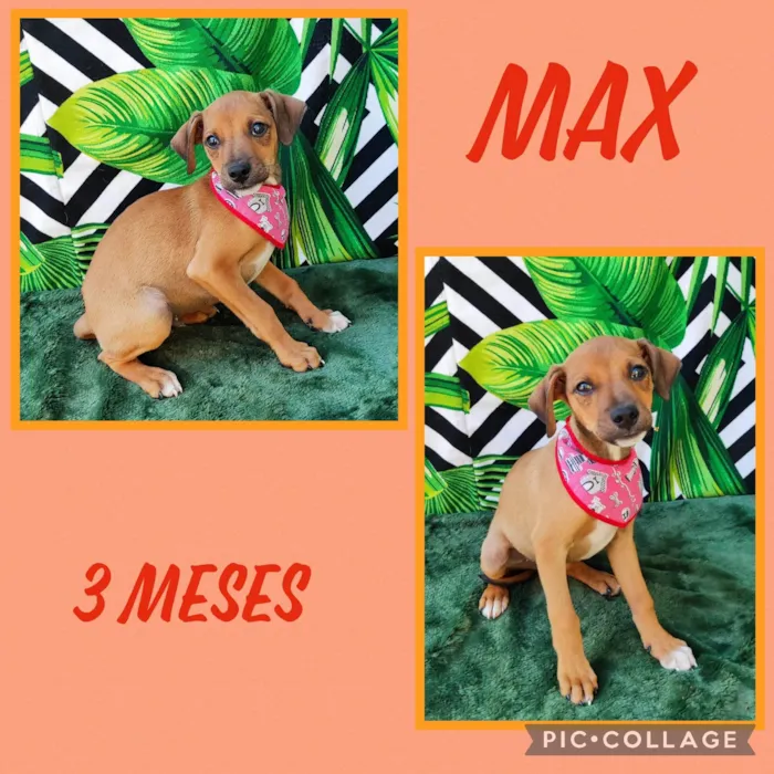 Max