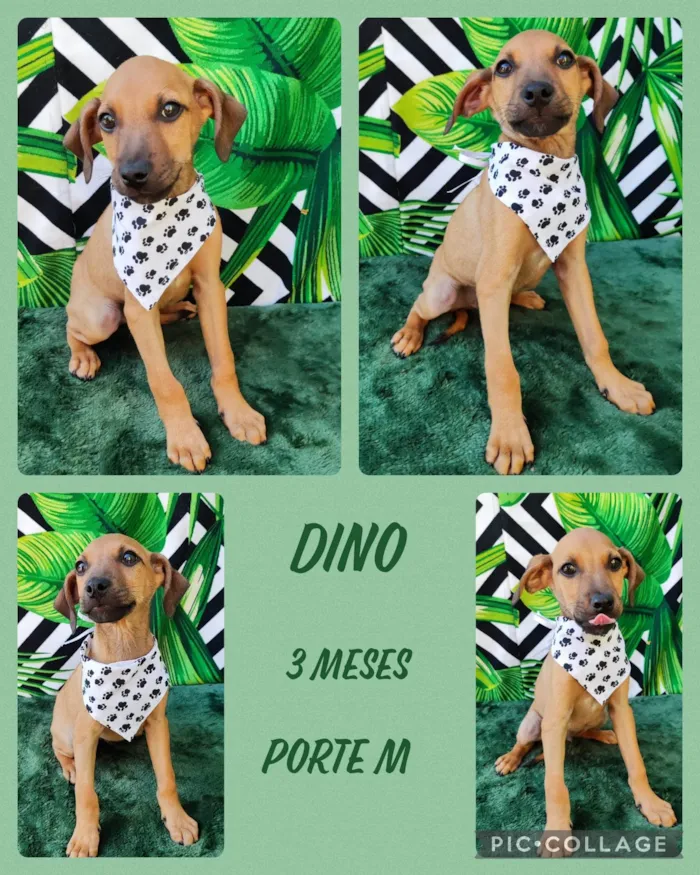 Cachorro raça SRD-ViraLata idade 2 a 6 meses nome Dino
