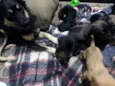 São 10 cachorrinhos