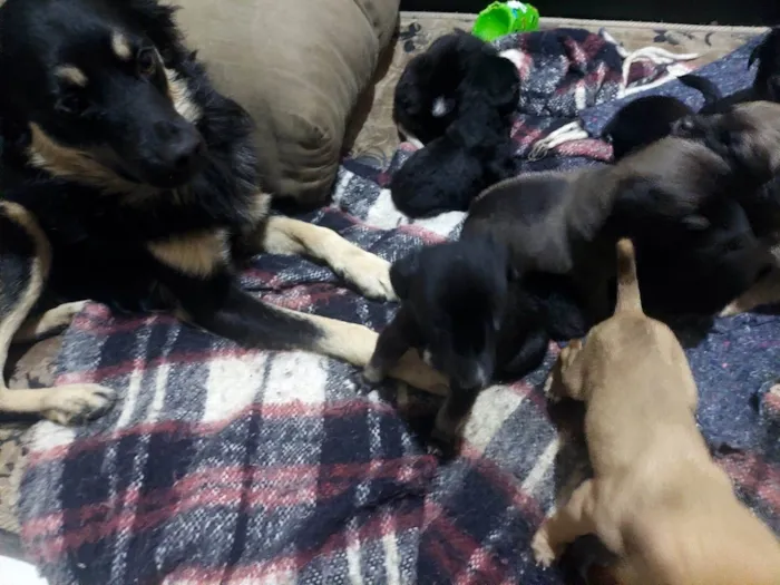 Cachorro ra a SRD-ViraLata idade Abaixo de 2 meses nome São 10 cachorrinhos
