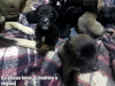 São 10 cachorrinhos