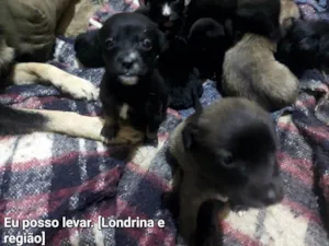 Cachorro raça SRD-ViraLata idade Abaixo de 2 meses nome São 10 cachorrinhos
