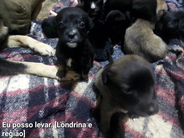 Cachorro ra a SRD-ViraLata idade Abaixo de 2 meses nome São 10 cachorrinhos