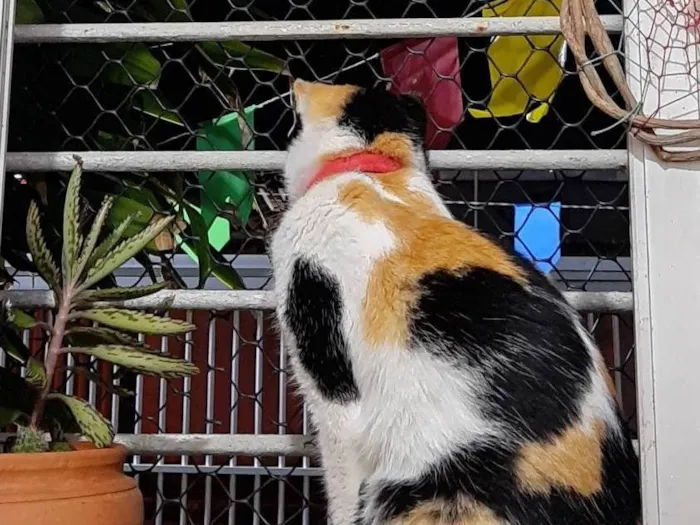 Gato ra a SRD-ViraLata idade 6 ou mais anos nome Frida