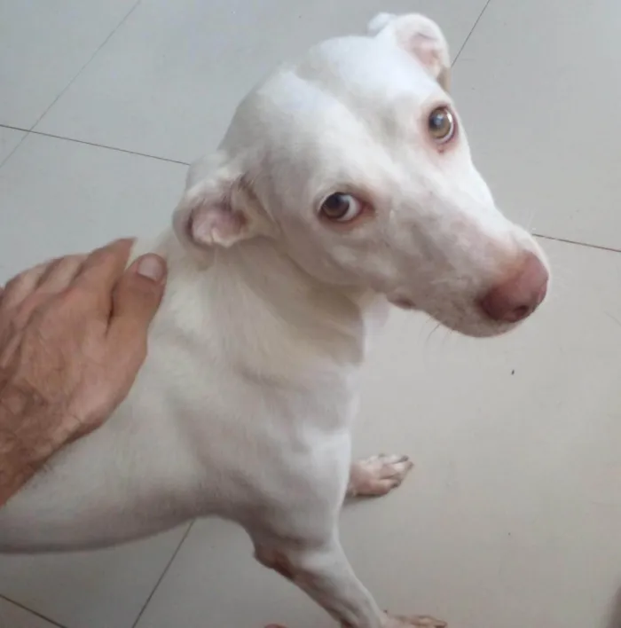 Cachorro ra a SRD-ViraLata idade 2 anos nome BRANCA DE NEVE