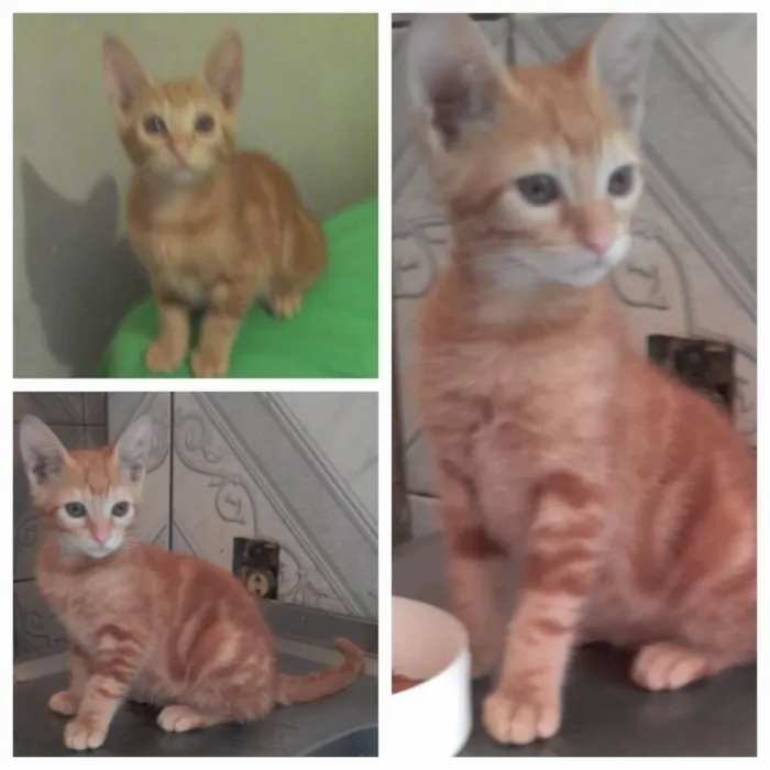 Gato ra a SRD-ViraLata idade 2 a 6 meses nome  Mel Ally ADOTADA