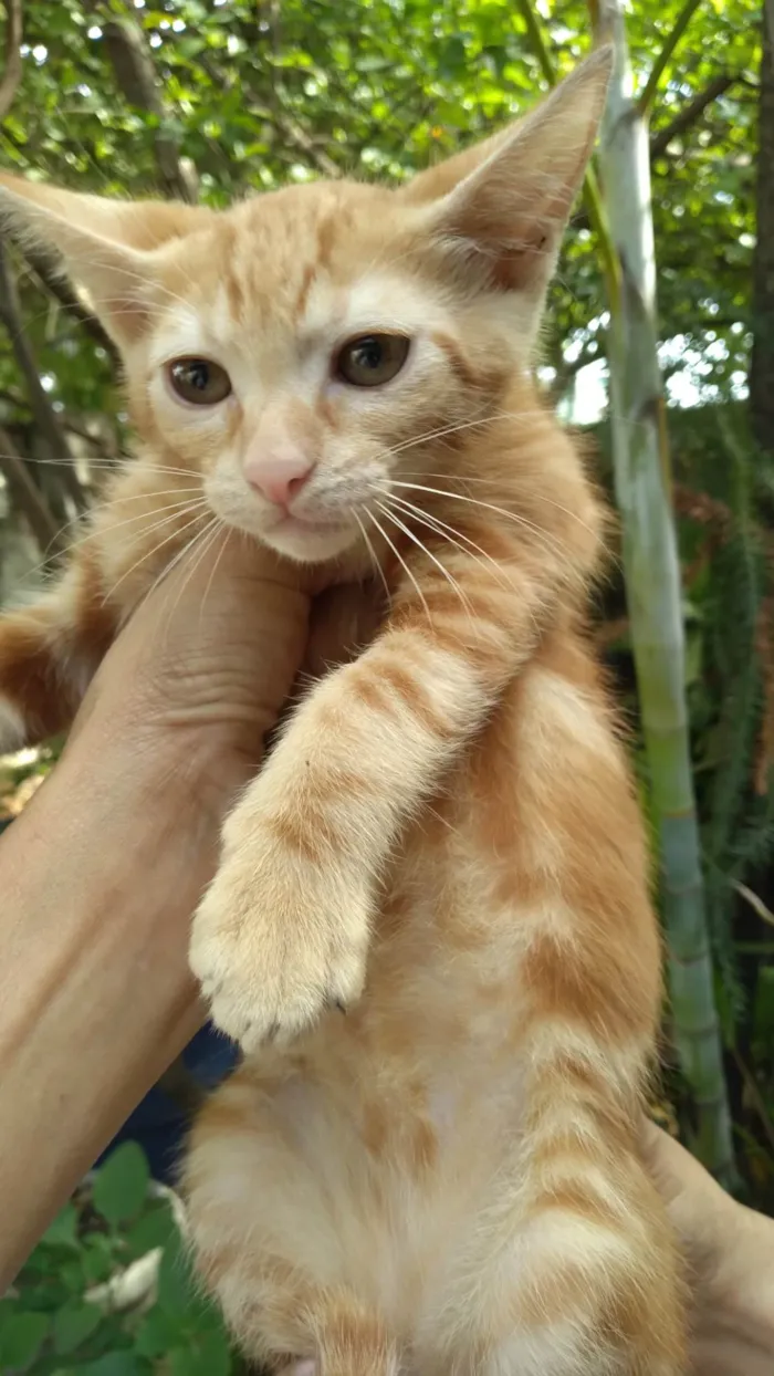 Gato ra a SRD-ViraLata idade 2 a 6 meses nome  Mel Ally ADOTADA