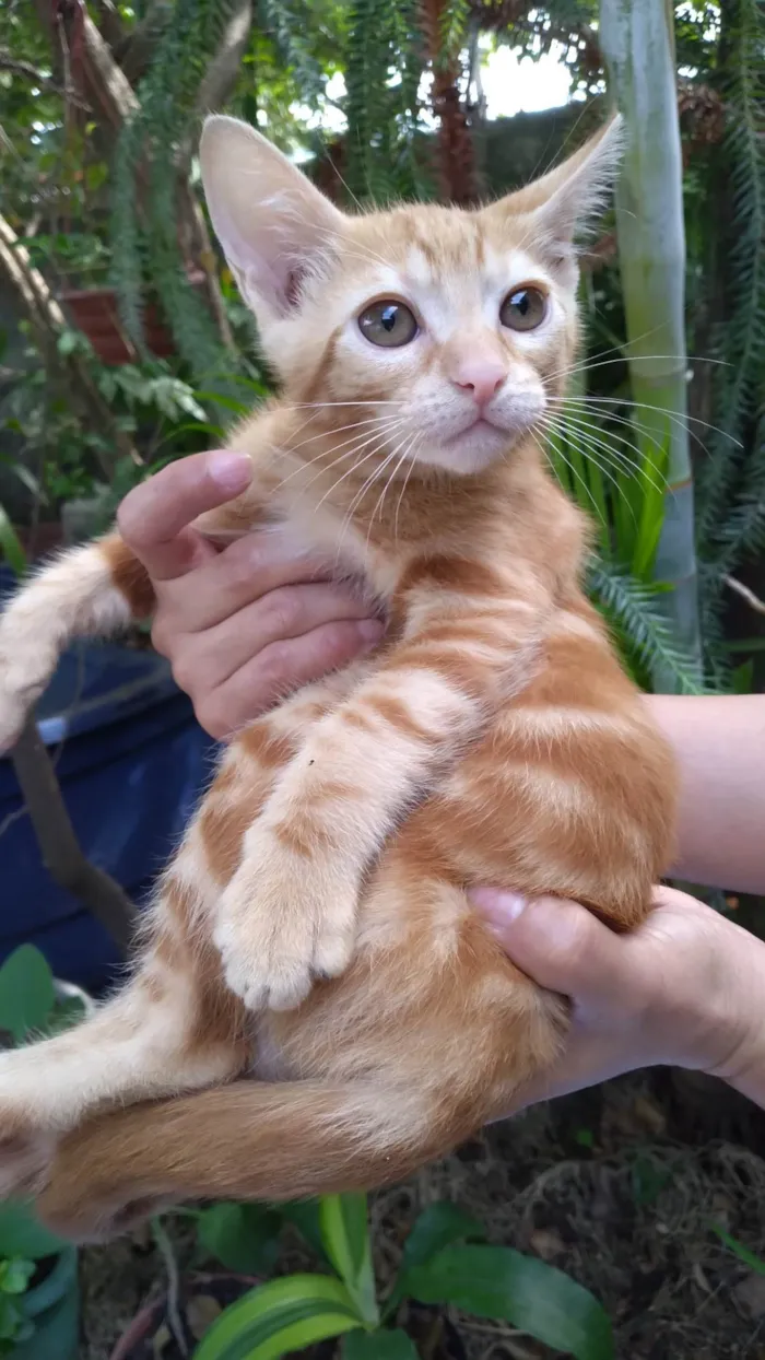 Gato ra a SRD-ViraLata idade 2 a 6 meses nome  Mel Ally ADOTADA