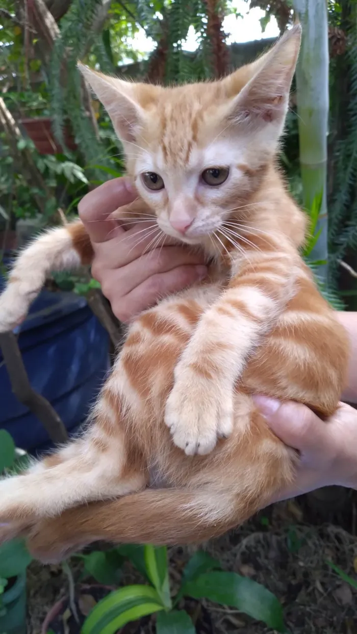 Gato ra a SRD-ViraLata idade 2 a 6 meses nome  Mel Ally ADOTADA