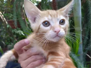 Gato raça SRD-ViraLata idade 2 a 6 meses nome  Mel Ally ADOTADA