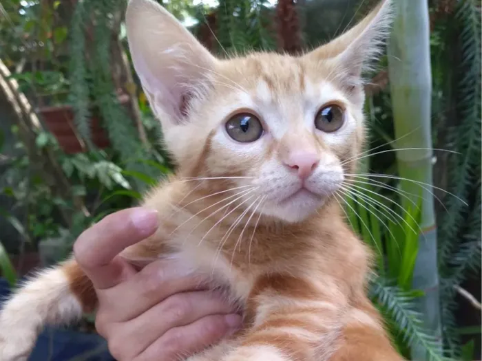 Gato ra a SRD-ViraLata idade 2 a 6 meses nome  Mel Ally ADOTADA