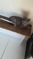 Escaminha Exótica ADOTADA