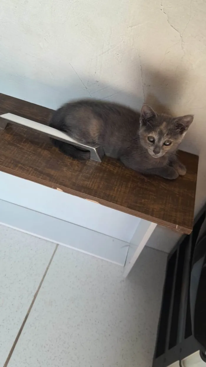 Gato ra a SRD-ViraLata idade 2 a 6 meses nome Escaminha Exótica ADOTADA