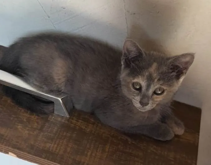 Gato ra a SRD-ViraLata idade 2 a 6 meses nome Maria Flor ADOTADA