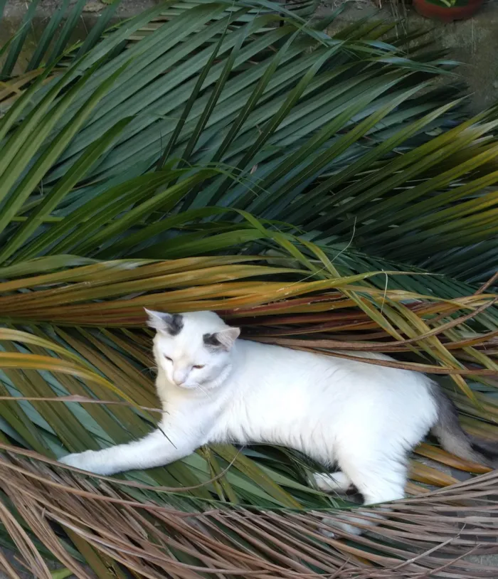Gato ra a SRD-ViraLata idade 1 ano nome PERSEU SHOW