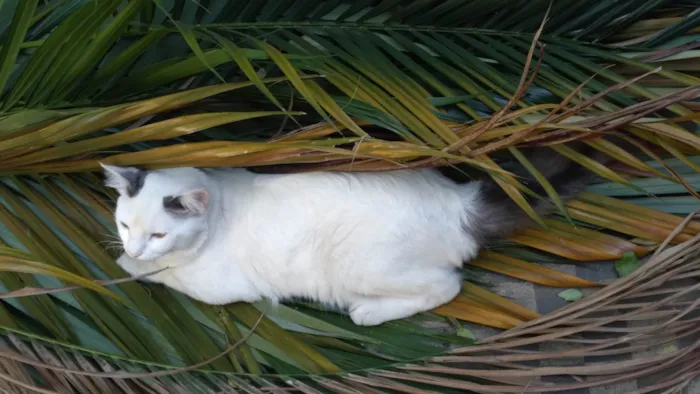 Gato ra a SRD-ViraLata idade 1 ano nome PERSEU SHOW