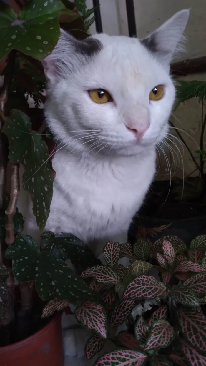 Gato ra a SRD-ViraLata idade 1 ano nome PERSEU SHOW