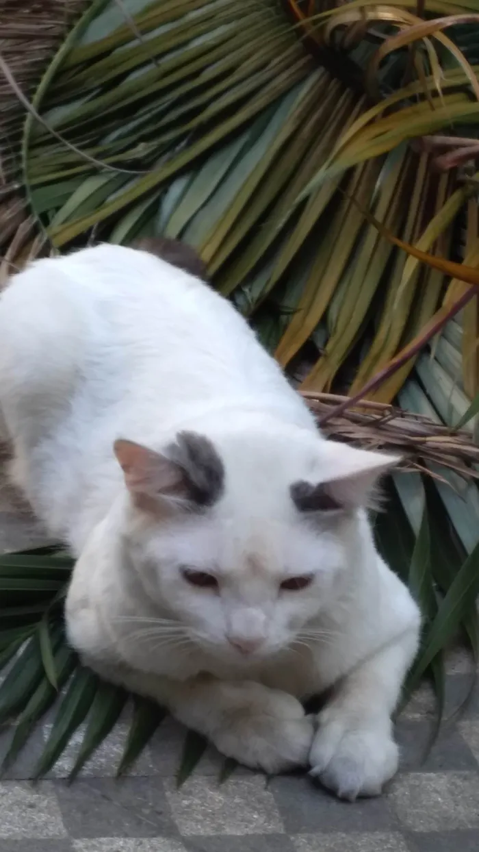 Gato ra a SRD-ViraLata idade 1 ano nome PERSEU SHOW