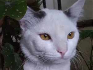 Gato raça SRD-ViraLata idade 1 ano nome PERSEU SHOW