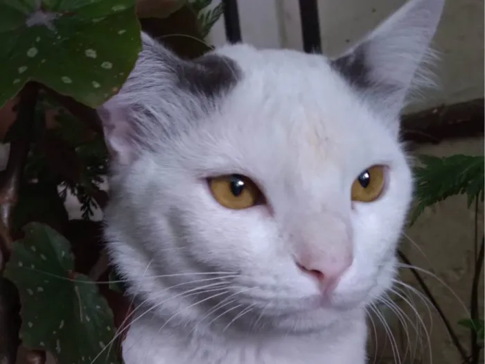 Gato ra a SRD-ViraLata idade 1 ano nome PERSEU SHOW