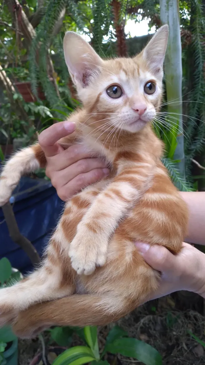 Gato ra a SRD-ViraLata idade 2 a 6 meses nome Mel Linda ADOTADA