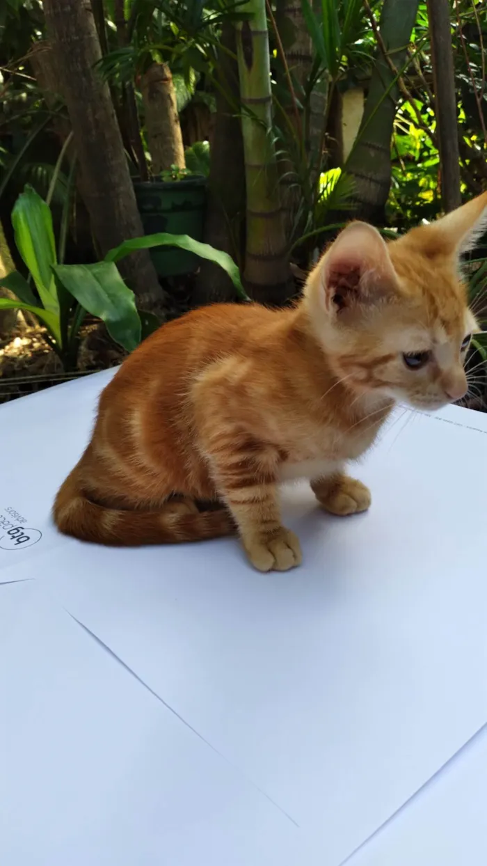 Gato ra a SRD-ViraLata idade 2 a 6 meses nome Mel Linda ADOTADA