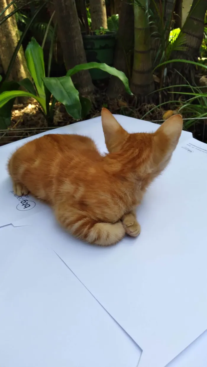 Gato ra a SRD-ViraLata idade 2 a 6 meses nome Mel Linda ADOTADA