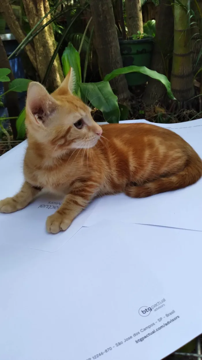 Gato ra a SRD-ViraLata idade 2 a 6 meses nome Mel Linda ADOTADA