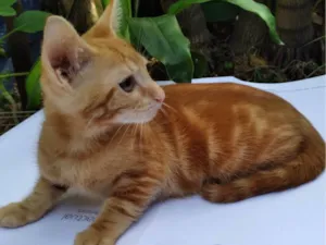 Gato raça SRD-ViraLata idade 2 a 6 meses nome Mel Linda ADOTADA
