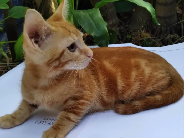 Gato ra a SRD-ViraLata idade 2 a 6 meses nome Mel Linda ADOTADA