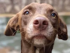 Cachorro raça Srd idade 1 ano nome Melanie 