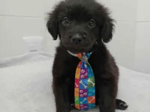 Cachorro raça Vira lata idade Abaixo de 2 meses nome Luck