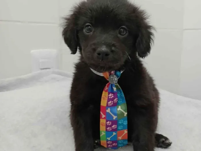 Cachorro raça Vira lata idade Abaixo de 2 meses nome Luck