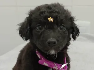 Cachorro raça SRD-ViraLata idade Abaixo de 2 meses nome Chica