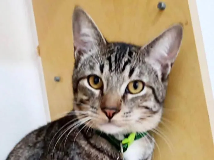 Gato raça SRD-ViraLata idade 7 a 11 meses nome Dudu