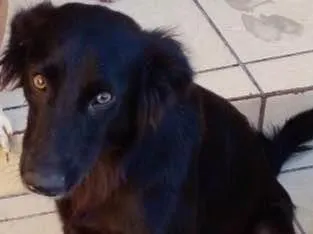 Cachorro ra a SRD-ViraLata idade 2 anos nome Pretinha