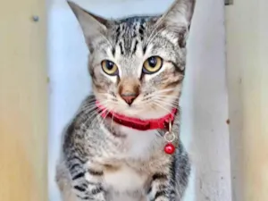 Gato raça SRD-ViraLata idade 7 a 11 meses nome Simba
