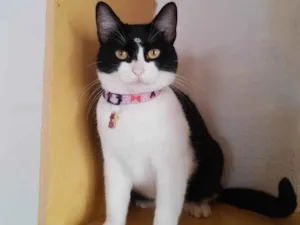 Gato raça SRD-ViraLata idade 3 anos nome Amora